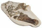24" Fossil Plesiosaur Paddle & Pelvic Bone Association - Asfla - #199981-6